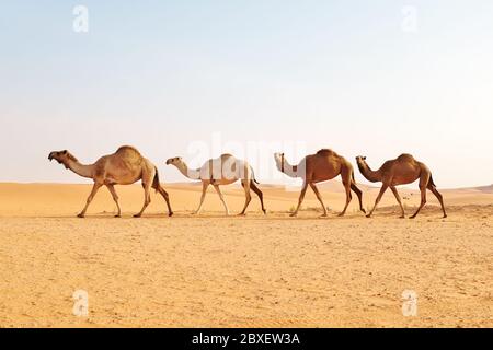 A herd of Arabian camels crossing the hot desert. Al Dahna Desert