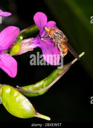 A Rhingia Campestris hoverfly feeding on nectar of an honesty flower, Warwickshire Stock Photo