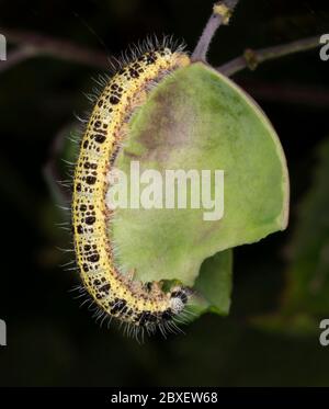 A Large Cabbage White caterpillar (Pieris brassicae) feeding on a leaf of an honesty plant, Warwickshire Stock Photo