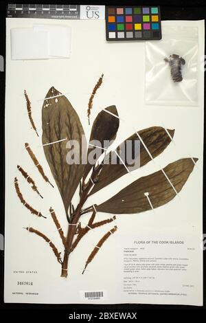 Acacia mangium Willd Acacia mangium Willd. Stock Photo