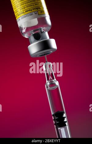 A syringe drawing an injection of Yellow Fever Vaccine. Stock Photo