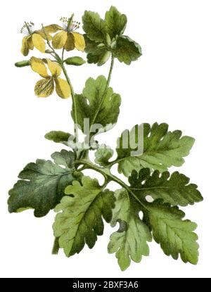 greater celandine / Chelidonium majus / Schöllkraut (botany book, 1900) Stock Photo