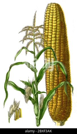 maize, corn / Zea mays / Mais (botany book, 1900) Stock Photo