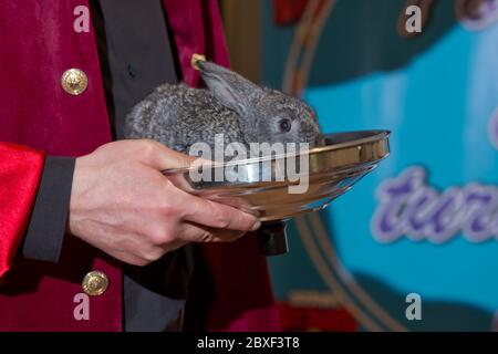 Lovely pet with fluffy hair. Three baby bunny rabbits in pastel silver metal pots . Easter holiday concept. Magic gray hare held in his hand . Baby Stock Photo