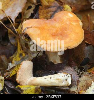 Hydnum rufescens (Hydnum rufescens coll.), commonly known as the terracotta hedgehog, wild mushroom from Finland Stock Photo