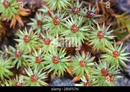 Pogonatum urnigerum, commonly called urn haircap or  pogonatum moss Stock Photo