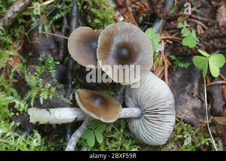 Entoloma turbidum, a pinkgill mushroom from Finland with no common english name Stock Photo