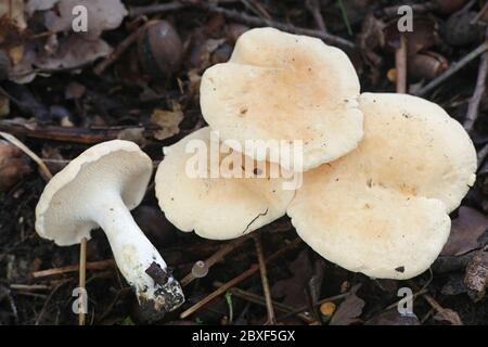 Hydnum repandum, commonly known as the sweet tooth, wood hedgehog or hedgehog mushroom, wild tooth fungus from Finland Stock Photo