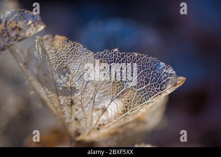 Lace leaves texture macro background. Dried, perforated hydrangea leaves on blurred background, light and shadows contrast, a concept for ageing Stock Photo