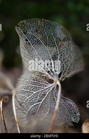 Dried, perforated hydrangea leaves on blurred background, light and shadows contrast, a concept for ageing, fading away and fragility of life Stock Photo