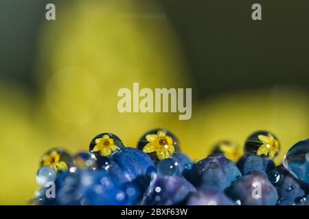 Easter daffodil flower water drops refraction abstract blurred floral background macro Stock Photo
