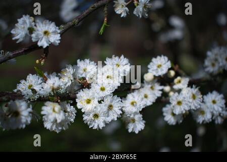 Sloe blossom - Pure white and delicate double flowers of blackthorn in bloom floral background. Flowers on small spiny branches in the spring garden i Stock Photo