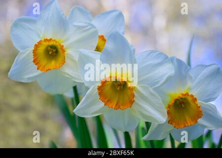 Airy and delicate white narcissus daffodil flower group close up blooming in the spring garden, blurred pastel colours fresh background Stock Photo