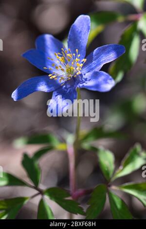 Blue wood anemone flower macro . Artistic blurred background with selective focus on flower centerpiece. Shadows and light contrast Stock Photo