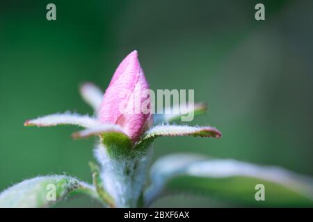 Quince fruit tree pale pink and rose hairy blossom bud macro texture, growing in the spring garden in gentle sunlight, blurred green background Stock Photo