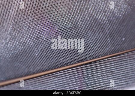 Silver grey gold pigeon feather texture macro, abstract background with selective focus, artistic full frame Stock Photo
