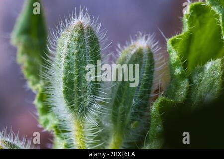 Borage starflower herb bristly and hairy flower buds macro on blurred backround, green and fresh growing in the spring garden Stock Photo