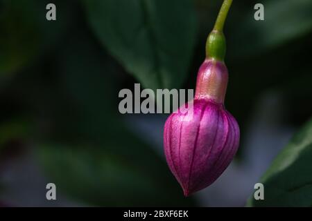 Vibrant pink fuchsia flower firm bud texture macro against dark green blurred background of plants own leaves, artistic natural background with select Stock Photo