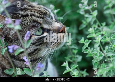 Gray tabby cat sniffing catnip plant with flowers in the summer garden, cats profile with green eyes, red nose and whiskers visible, blurred green bac Stock Photo