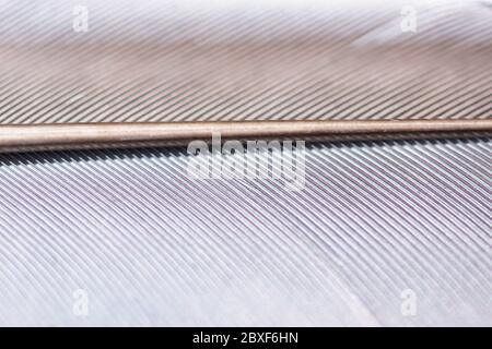 Silver grey gold pigeon feather texture macro, abstract background with metallic shine, selective focus, artistic full frame Stock Photo