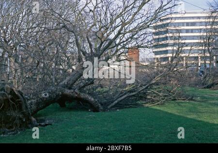 The aftermath of 'The Great Storm' in Brighton, East Sussex, England, UK – it occurred on the night of 15/16 October 1987. A large fallen tree lies on its side in Dorset Gardens opposite Amex House, home of American Express (the building would be demolished in 2017). Stock Photo