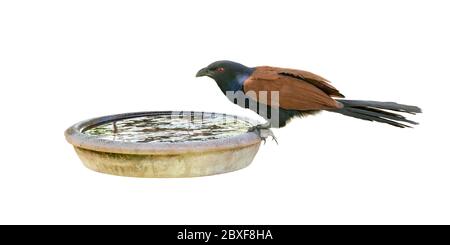 Greater Coucal perching on clay bowl of water isolated on white background Stock Photo