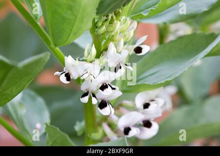 Broad Bean flowers Stock Photo