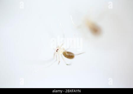 Newly emerged Daddy long-legs spiders, Pholcus phalangioides, in a home. North Dorset England UK GB Stock Photo