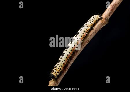 An example of the caterpillar, or larva, of the Magpie moth, Abraxas grossulariata, photographed in a studio against a black background before release Stock Photo