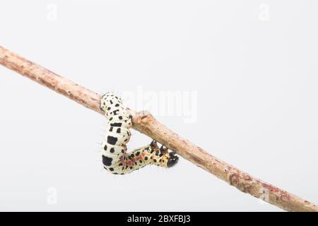 An example of the caterpillar, or larva, of the Magpie moth, Abraxas grossulariata, photographed in a studio against a white background before release Stock Photo