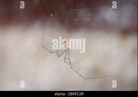 long bodied cellar spider, Pholcus phalangioides, with long legs on its web waiting for a prey Stock Photo