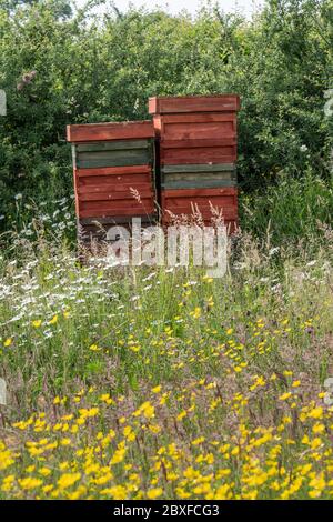 Bee hives  situated in a wild flower meadow, England UK. Stock Photo