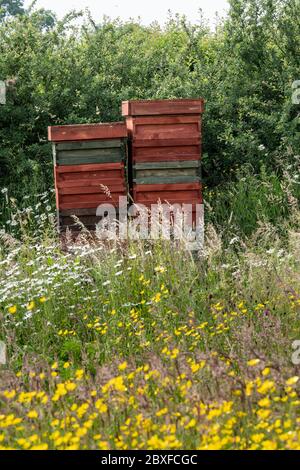 Bee hives  situated in a wild flower meadow, England UK. Stock Photo