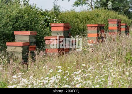 Bee hives  situated in a wild flower meadow, England UK. Stock Photo