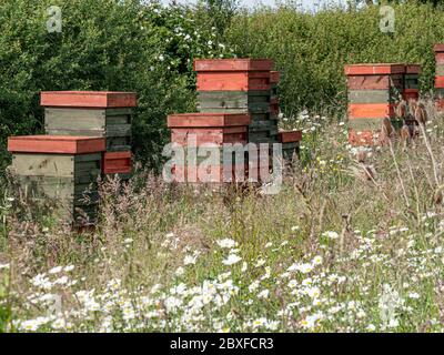 Bee hives  situated in a wild flower meadow, England UK. Stock Photo