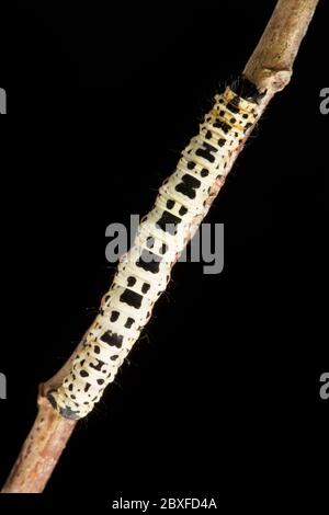 An example of the caterpillar, or larva, of the Magpie moth, Abraxas grossulariata, photographed in a studio against a black background before release Stock Photo