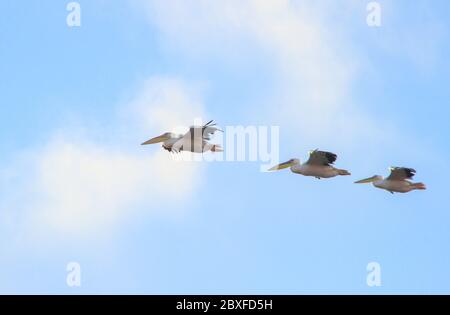 A flock of pelicans flying in the sky. Three birds fly in a row. Stock Photo