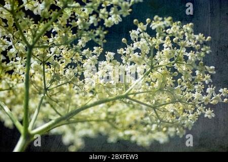 A flower head  of the common shrub Elderberry which has a multitude of flowers in the spring before developing the black berries Stock Photo