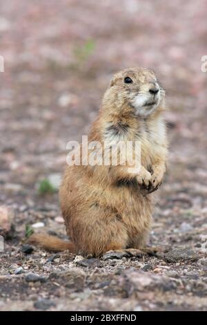 Prairie Dog - Wind Cave May 24th, 2008 Stock Photo