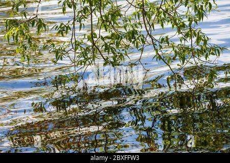 Reflection of willow branches in the water. Stock Photo