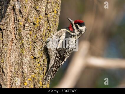 Yellow-bellied Sapsucker May 15th, 2020 Minnehaha County, South Dakota Stock Photo