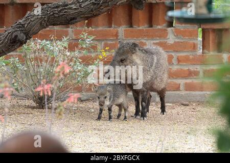 Javelina April 18th, 2014 Hacienda del Desierto, Tucson, Arizona Canon 70D, 400 5.6L Stock Photo