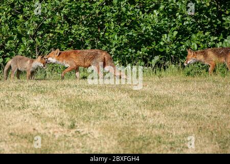 Sycamore Avenue, Godalming. 07th June 2020. Beautiful sunshine across the Home Counties this morning. A fox cub and its parents enjoying the weather in Godalming in Surrey. Credit: james jagger/Alamy Live News Stock Photo