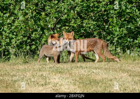 Sycamore Avenue, Godalming. 07th June 2020. Beautiful sunshine across the Home Counties this morning. A fox cub and its parents enjoying the weather in Godalming in Surrey. Credit: james jagger/Alamy Live News Stock Photo