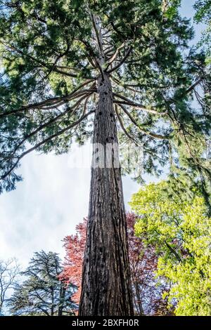 Sequoiadendron giganteum - Giant sequoia - is the sole living species in the genus Sequoiadendron, and one of three species of coniferous trees known Stock Photo