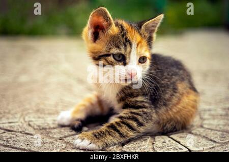 Cute tricolor kitten closeup portrait on the stone floor Stock Photo