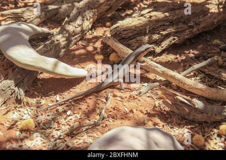 The little lizard on the ground is masked among the plants. Stock Photo