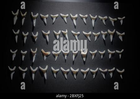 Shark teeth spread out on a black background Stock Photo