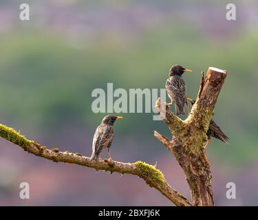 The passerine common, or european starling, Sturnus vulgaris on a perch in the UK Stock Photo