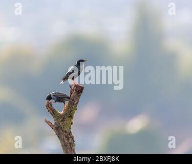 The passerine common, or european starling, Sturnus vulgaris on a perch in the UK Stock Photo